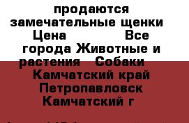 продаются замечательные щенки › Цена ­ 10 000 - Все города Животные и растения » Собаки   . Камчатский край,Петропавловск-Камчатский г.